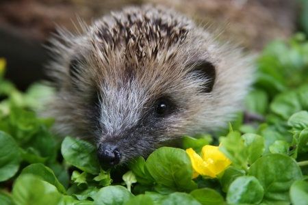 Animals That Hibernate List. animals such as hedgehogs,