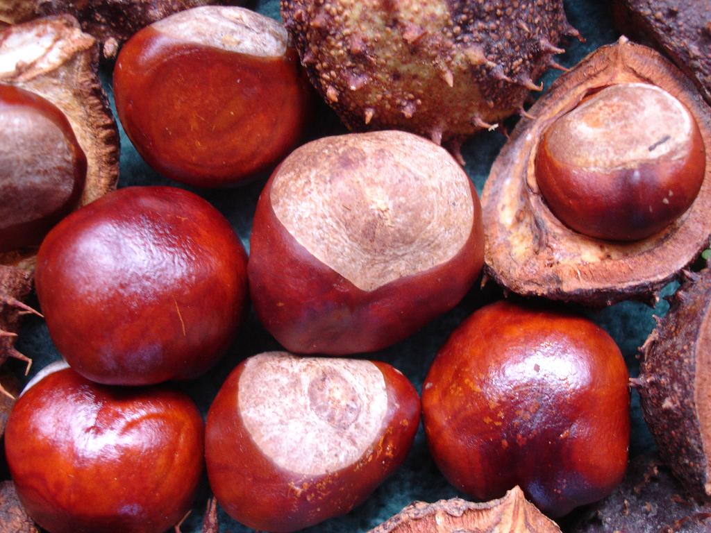 Plant A Conker And Grow A Horse Chestnut Tree For The Future Gardening With Children