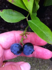 garden-blueberries